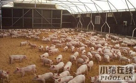 奈曼农民步入“视频养猪”时代