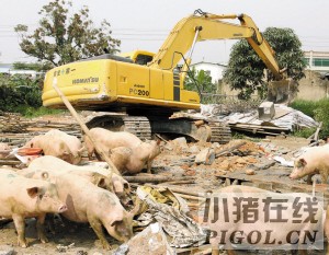一个230多平方米的养猪场被拆除