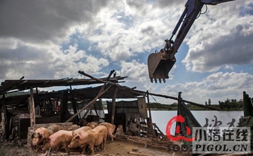 江西南昌瑶湖沿线20余个养猪场搬迁拆除