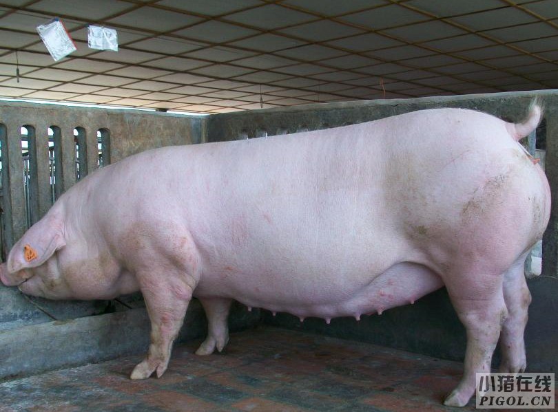 怀孕母猪的喂料量原则采用“前低后高”方式