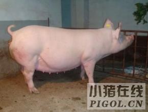 优质的饲料和充足的运动是培育后备猪的关键