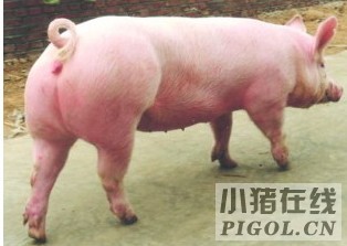 种猪场对与后备猪的选留至关重要