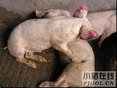 猪瘟是养殖过程中高发的一种猪场疾病