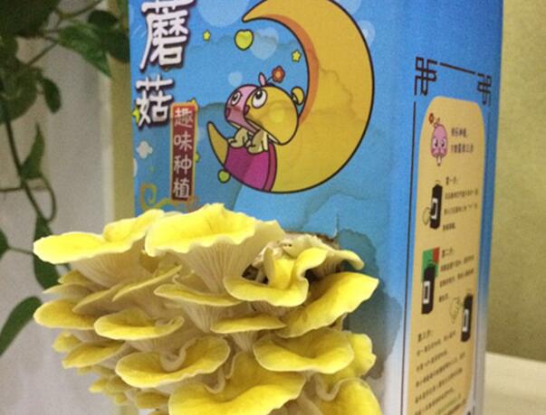 山东沂水县“蘑菇种植玩具”