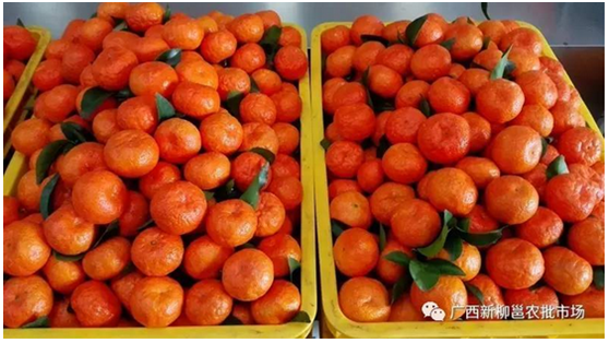 广西新柳邕市场：砂糖橘价格堪比苹果 时令水果还有哪些新选择