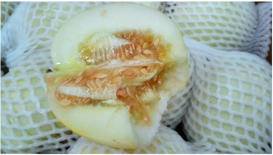 广西新柳邕市场：有口福啦 舌尖上的香瓜上市了