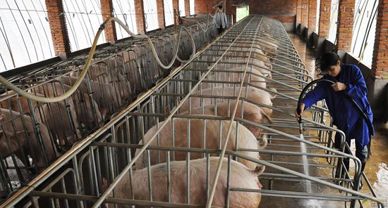 8月份河北省生猪和仔猪价格小幅上涨(每500克)生猪7.00元、仔猪14.56元