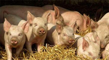 德国首席兽医官高度评价中国非洲猪瘟防控工作