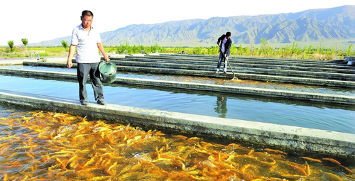 坚持生态水产养殖之路 新疆渔业跃龙门