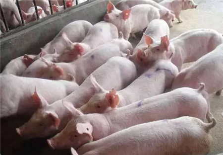 国家最新规定，2019养猪场必须拥有这8个证件，否则一律关停处理！