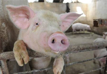 农业农村部：集贸市场仔猪价格上涨