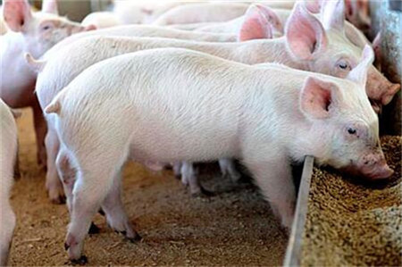 南方养殖户补栏积极性偏低，局部仔猪有价无市！