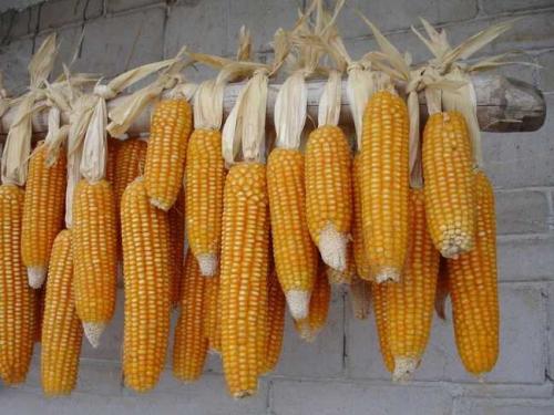 产需缺口逐步收窄 近期玉米期货价格下跌