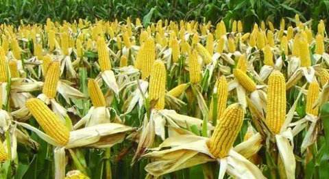 美玉米生长良好 国内市场“静观其变”