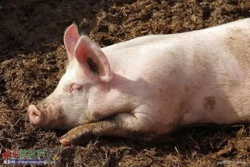 一个猪倌的养猪致富故事：良心，带给了他所有