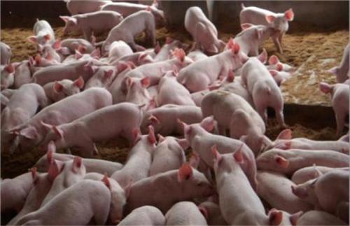 广东生猪基地6月补栏量同比下降35%，猪价继续上涨