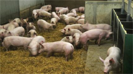 山东平邑：3月以来生猪价格以涨为主，上涨原因分析