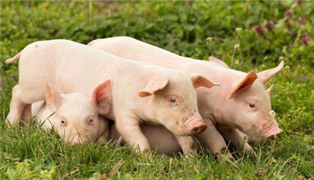 专家：划定禁养区不是猪肉价格上涨的主要原因