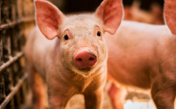 广西出台措施稳定生猪生产供应 实行红线制度