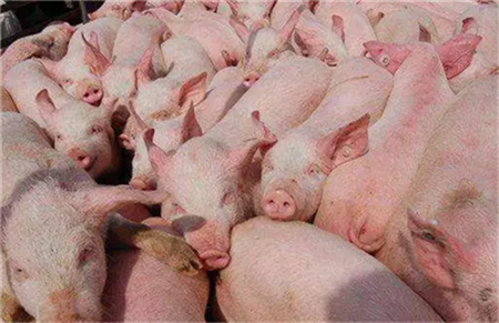 8月国内生猪价格飙27％ 分析师料9月仍会上涨！