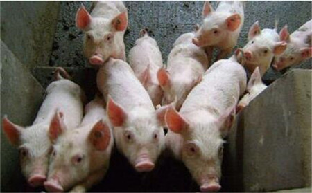 中央财政实施六大措施鼓励生猪生产，加大生猪调出县奖励力度