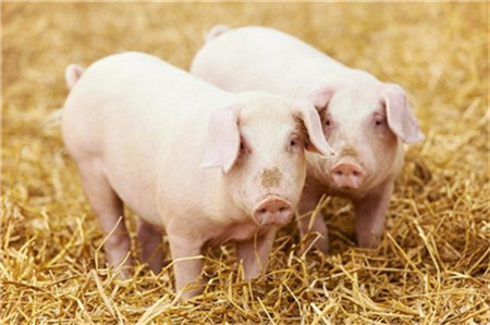 生猪市场呈现趋稳态势，且小幅回落态势！