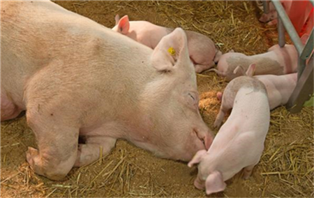 海大集团：连签2份合作协议 布局400万头生猪养殖项目！