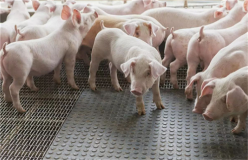 猪价还要涨多久 根本上取决于生猪供给能否恢复